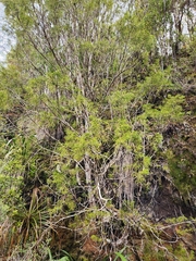 Lepidothamnus intermedius