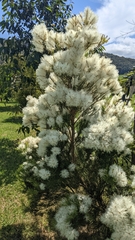 Melaleuca linariifolia