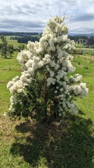 Melaleuca linariifolia