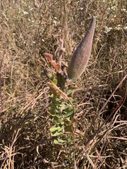 Asclepias obovata