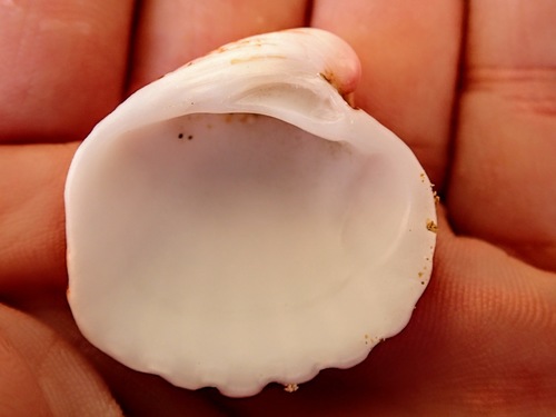 Cardites crassicostatus