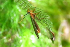 Myrmeleontoidea