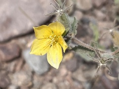 Mentzelia adhaerens