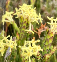 Gnidia oppositifolia