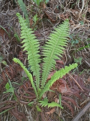 Dryopteris wallichiana