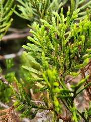 Libocedrus bidwillii