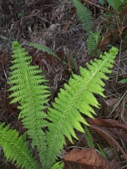Dryopteris wallichiana
