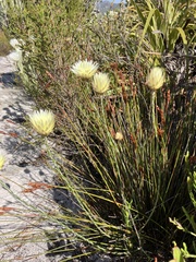 Edmondia