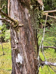 Libocedrus bidwillii