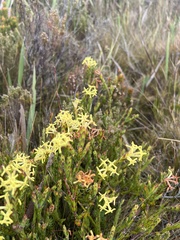 Gnidia oppositifolia