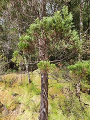 Libocedrus bidwillii