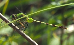 Erythemis vesiculosa
