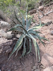 Agave sobria