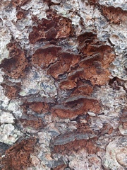 Punctularia strigosozonata