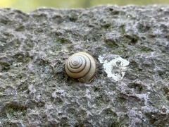 Plectotropis brevibarbis