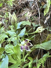 Swertia shintenensis