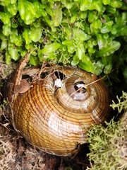 Powelliphanta