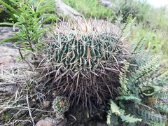 Echinofossulocactus