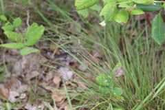 Eragrostis