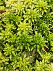 Sphagnum centrale