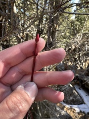 Acer glabrum neomexicanum