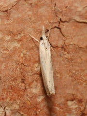 Culladia cuneiferellus