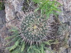 Echinofossulocactus