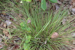 Eragrostis