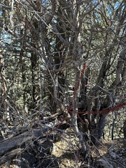 Acer glabrum neomexicanum