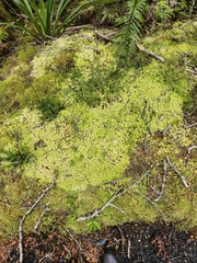 Sphagnum centrale