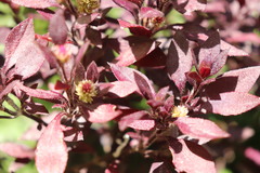 Alternanthera brasiliana