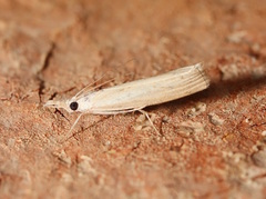 Culladia cuneiferellus