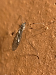 Trichoceridae