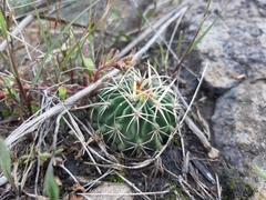 Echinofossulocactus