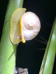 Parthena acutangula