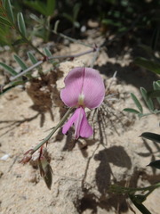 Tephrosia palmeri