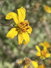 Bahiopsis triangularis