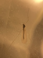 Trichoceridae