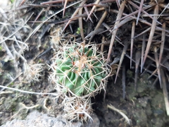 Echinofossulocactus