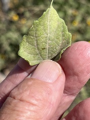 Bahiopsis triangularis