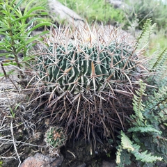 Echinofossulocactus
