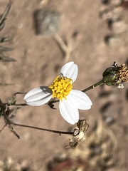 Coreocarpus parthenioides parthenioides