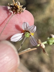 Coreocarpus parthenioides parthenioides