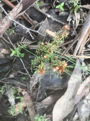 Pultenaea reflexifolia