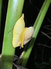 Parthena acutangula