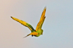 Psittacara holochlorus