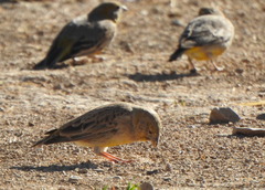 Sicalis uropygialis