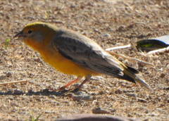 Sicalis uropygialis