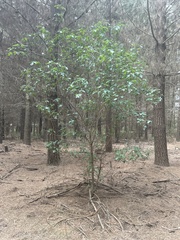 Viburnaceae