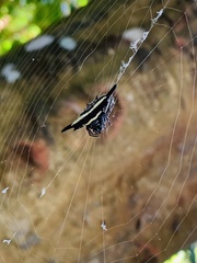 Gasteracantha